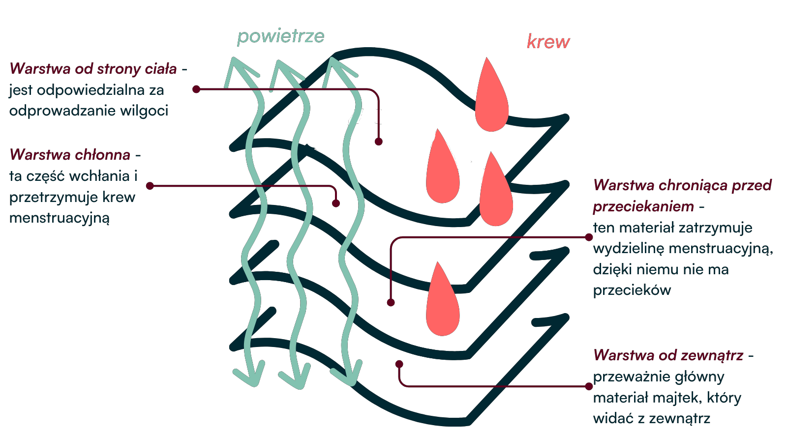 jak działają majtki menstruacyjne schemat