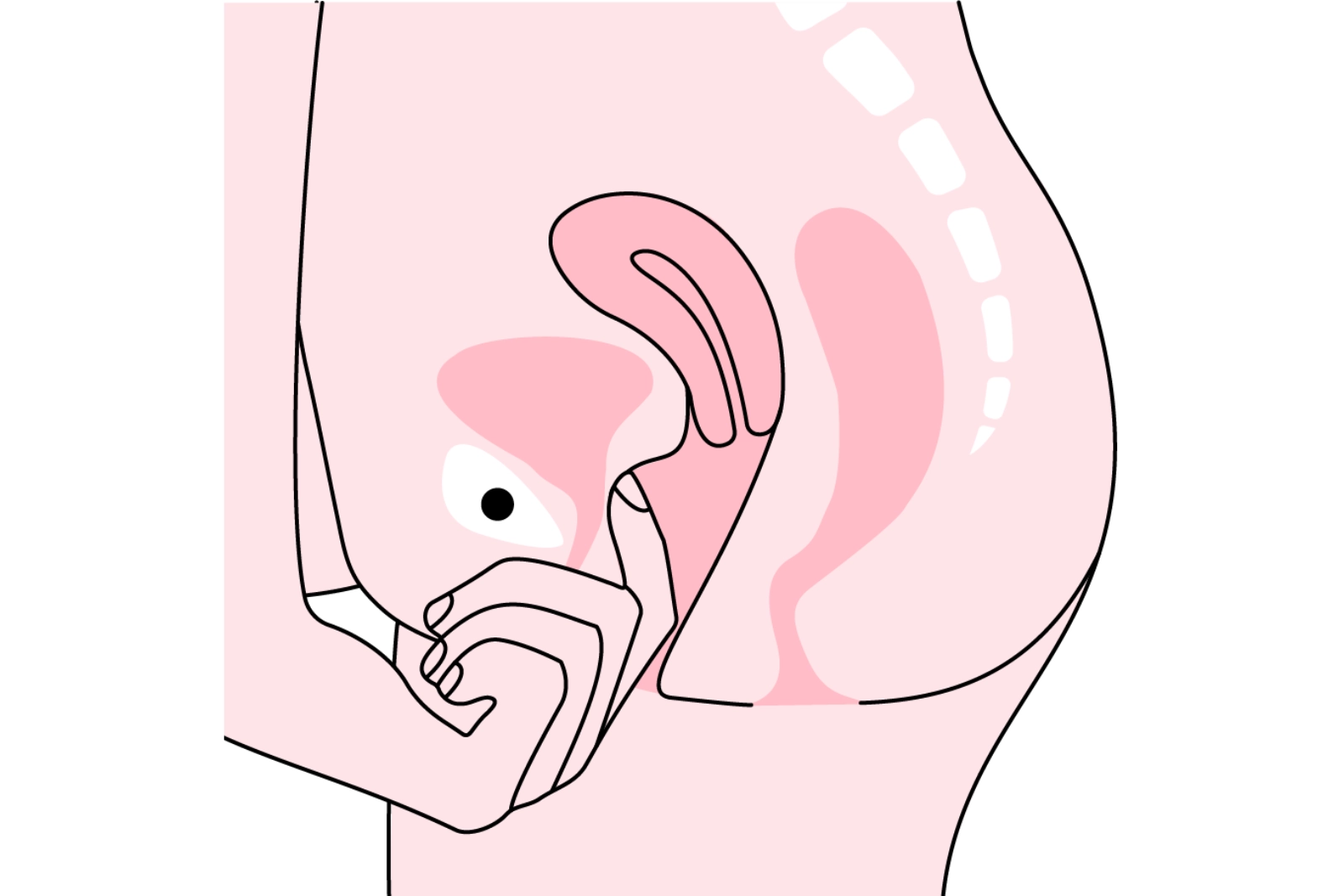 jak znaleźć kość łonową