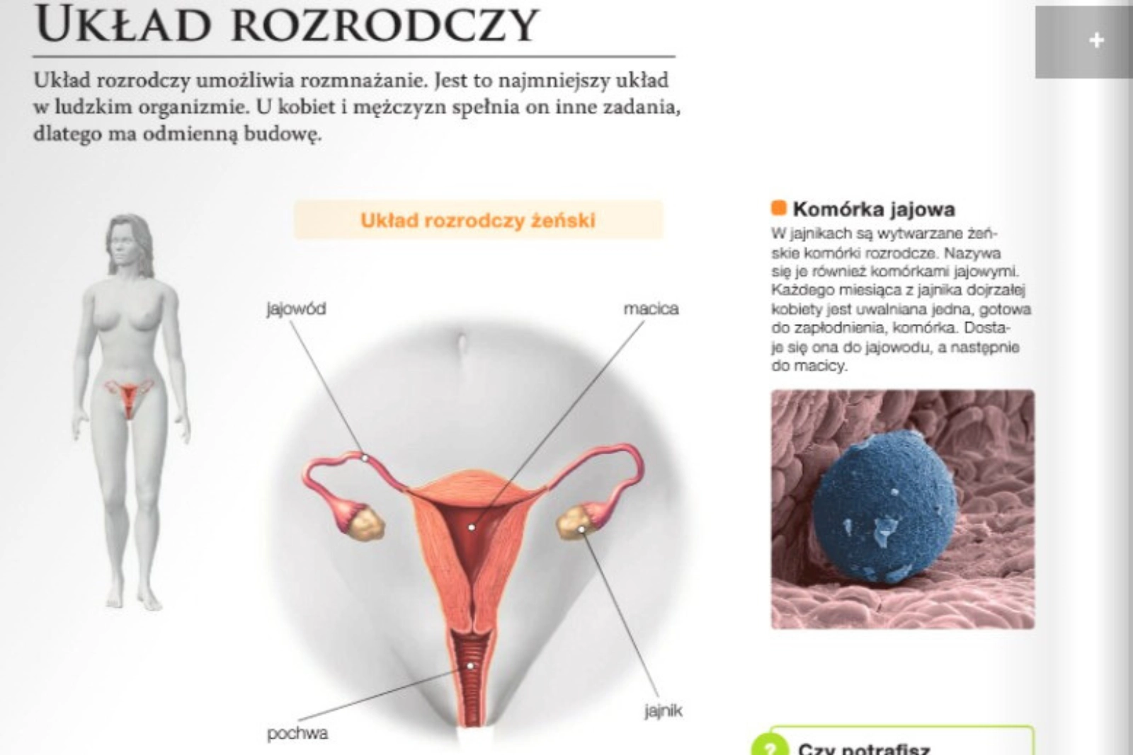 układ rozrodczy żeński