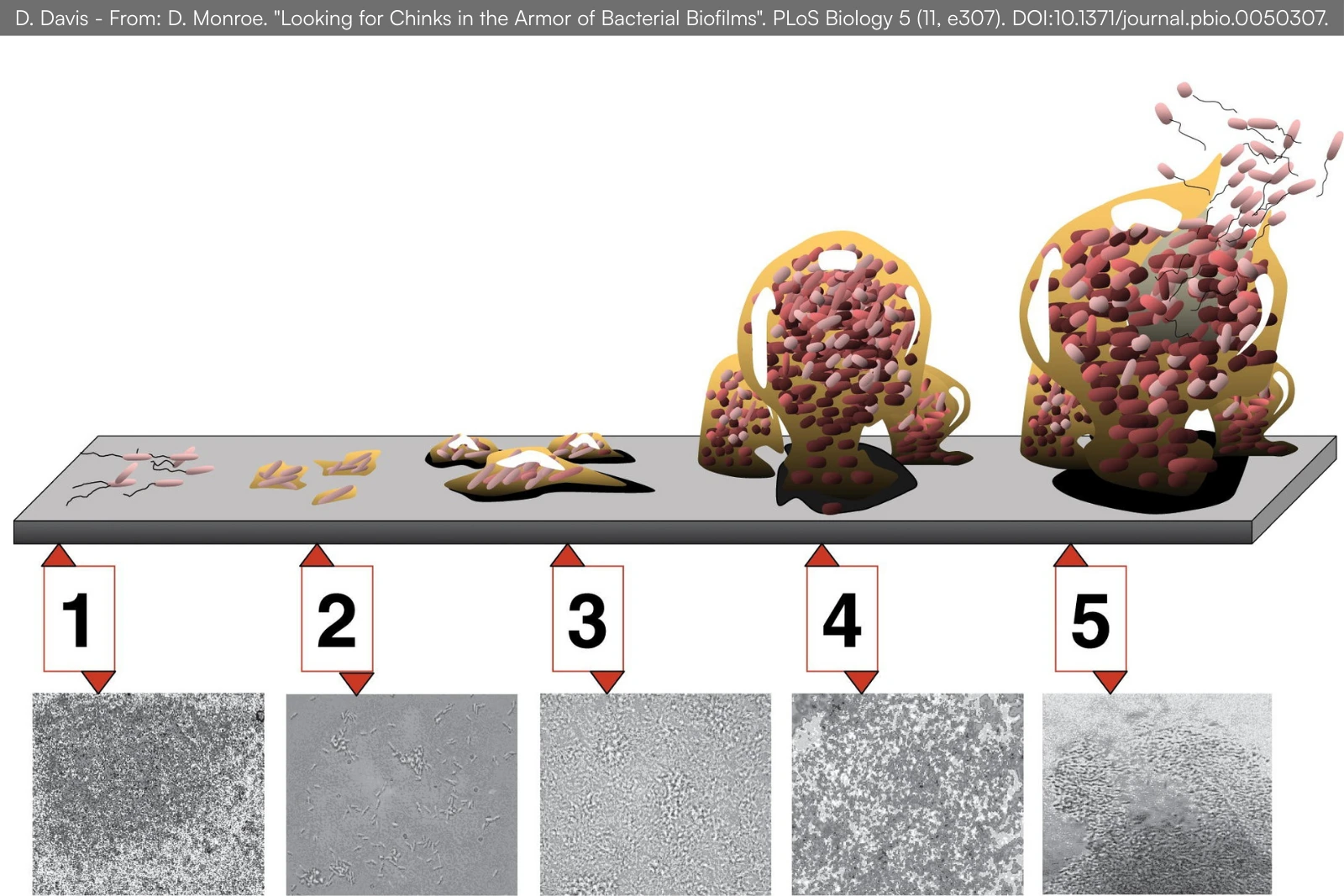 jak powstaje biofilm